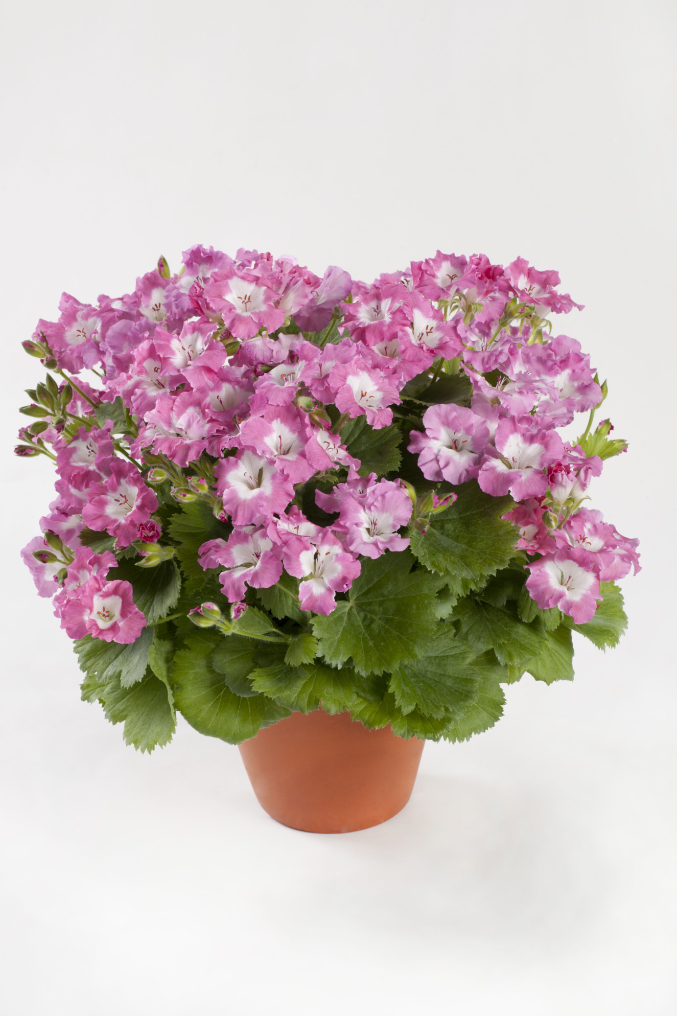 pac Bermuda Pink 10778_