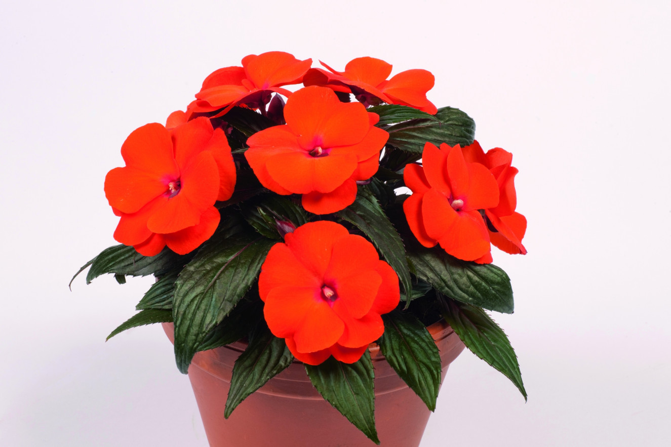pac Impacio Orange Pot