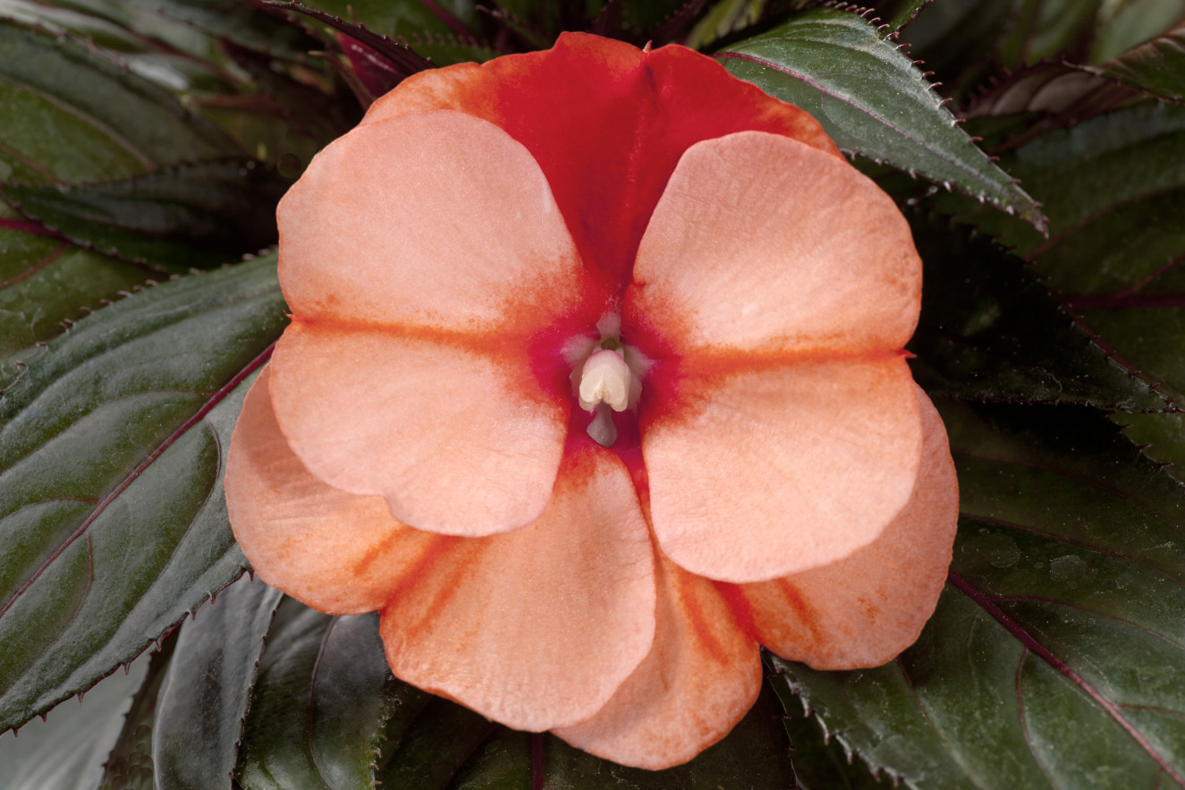 pac Impacio Orange Star