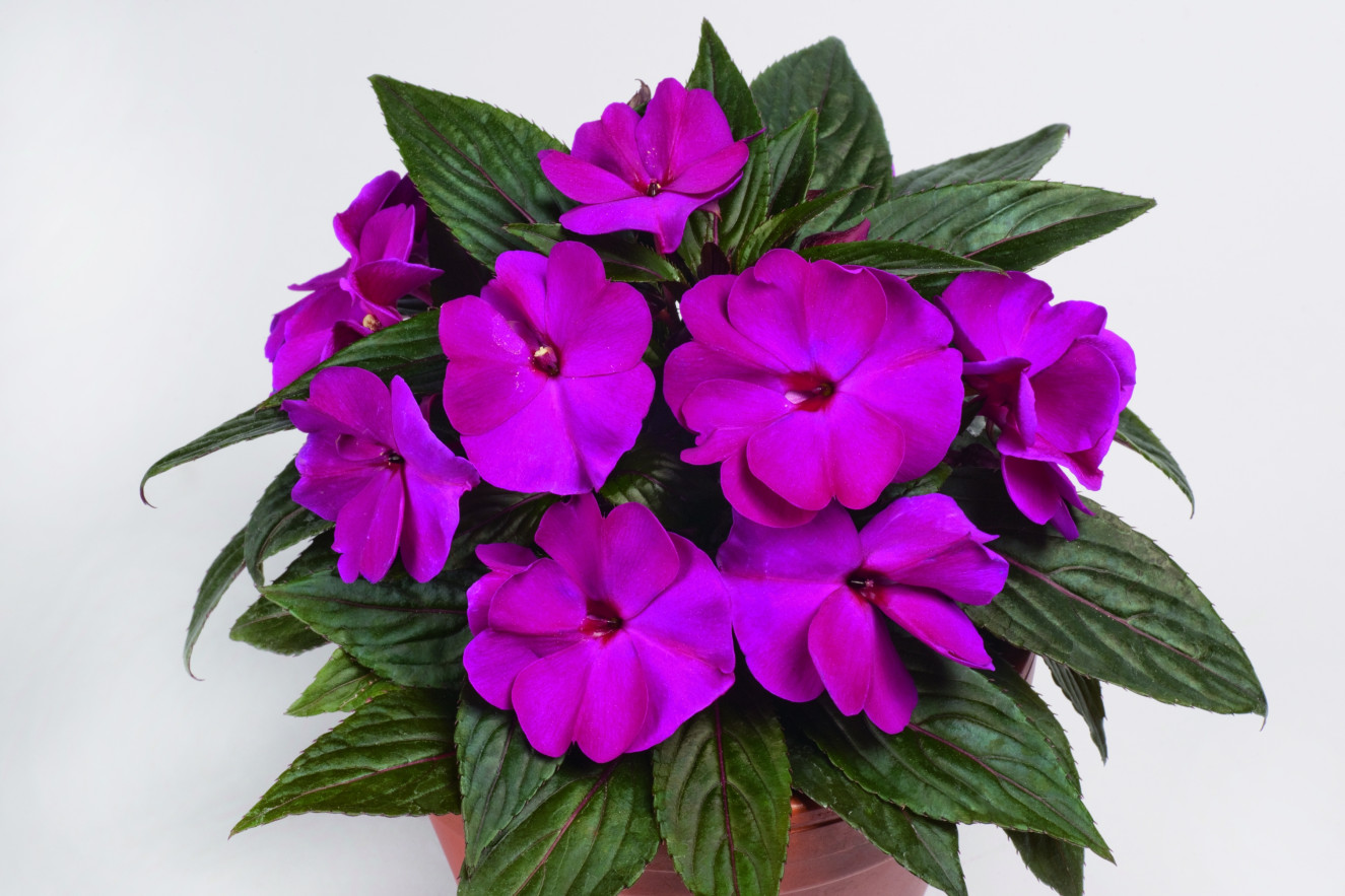 pac Impacio Purple