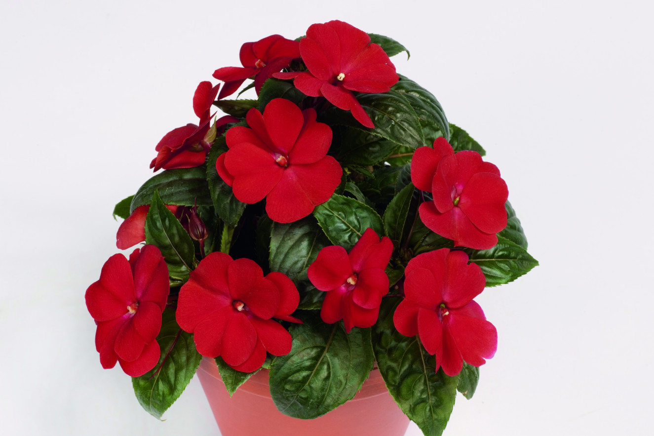 pac Impacio Red