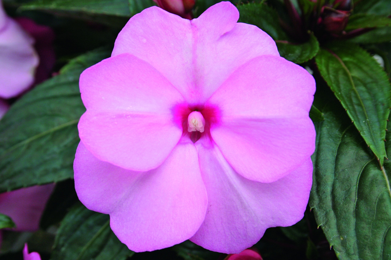 pac Impacio Soft Pink