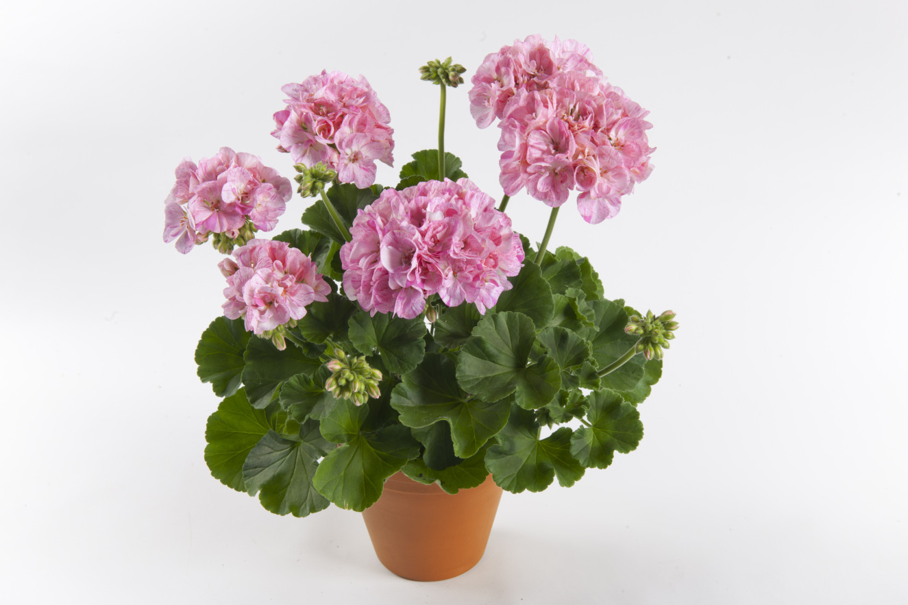 pac Mosaic Pink-White 11088