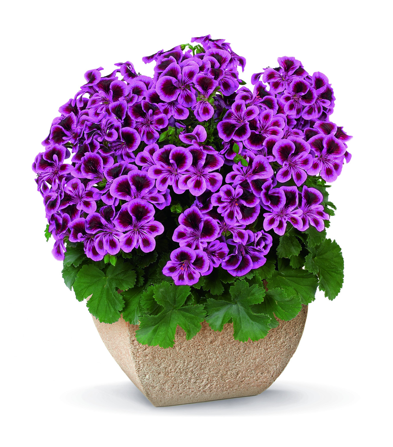 pac_Angeleyes_Blueberry_12688_CMYK_Presse