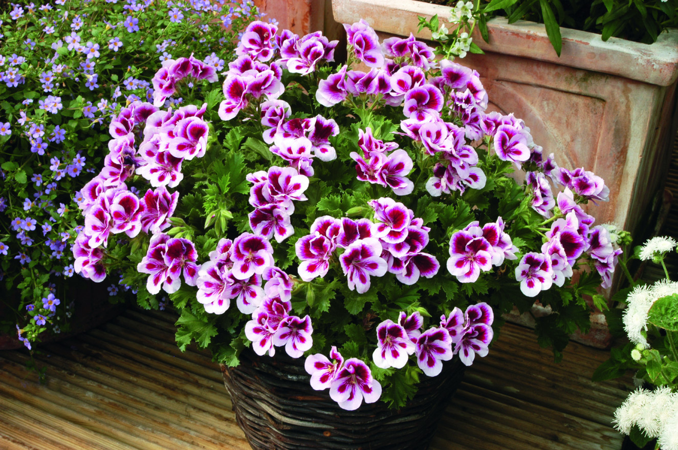 pac_Candy_Flowers_Bicolor_13701_Gartenmotiv_Presse