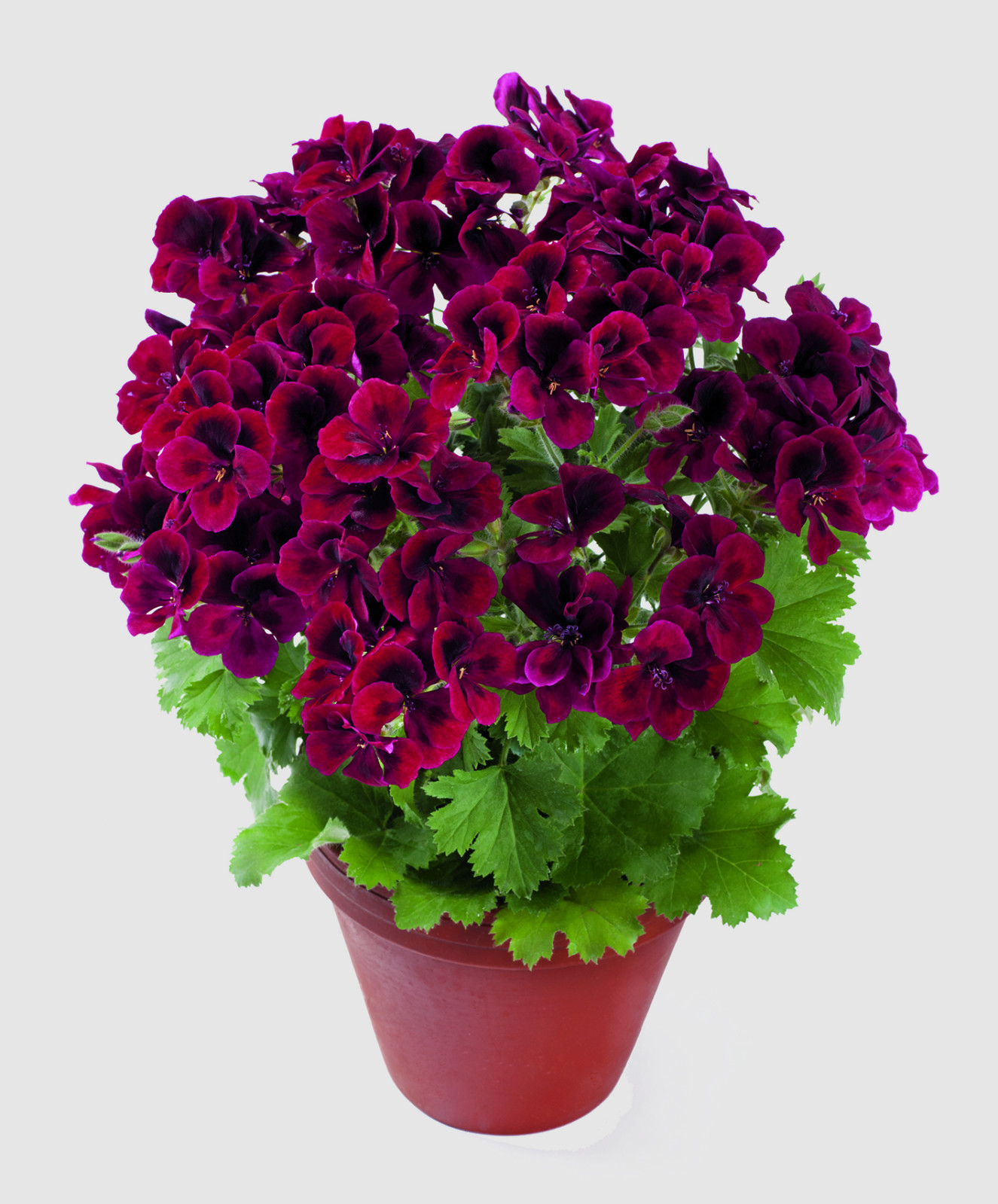 pac_Candy_Flowers_Dark_Red_13703_Topf_01_Presse