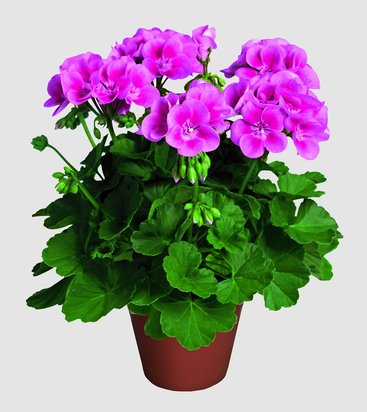 pac_Flower_Fairy_Rose_10286_Presse