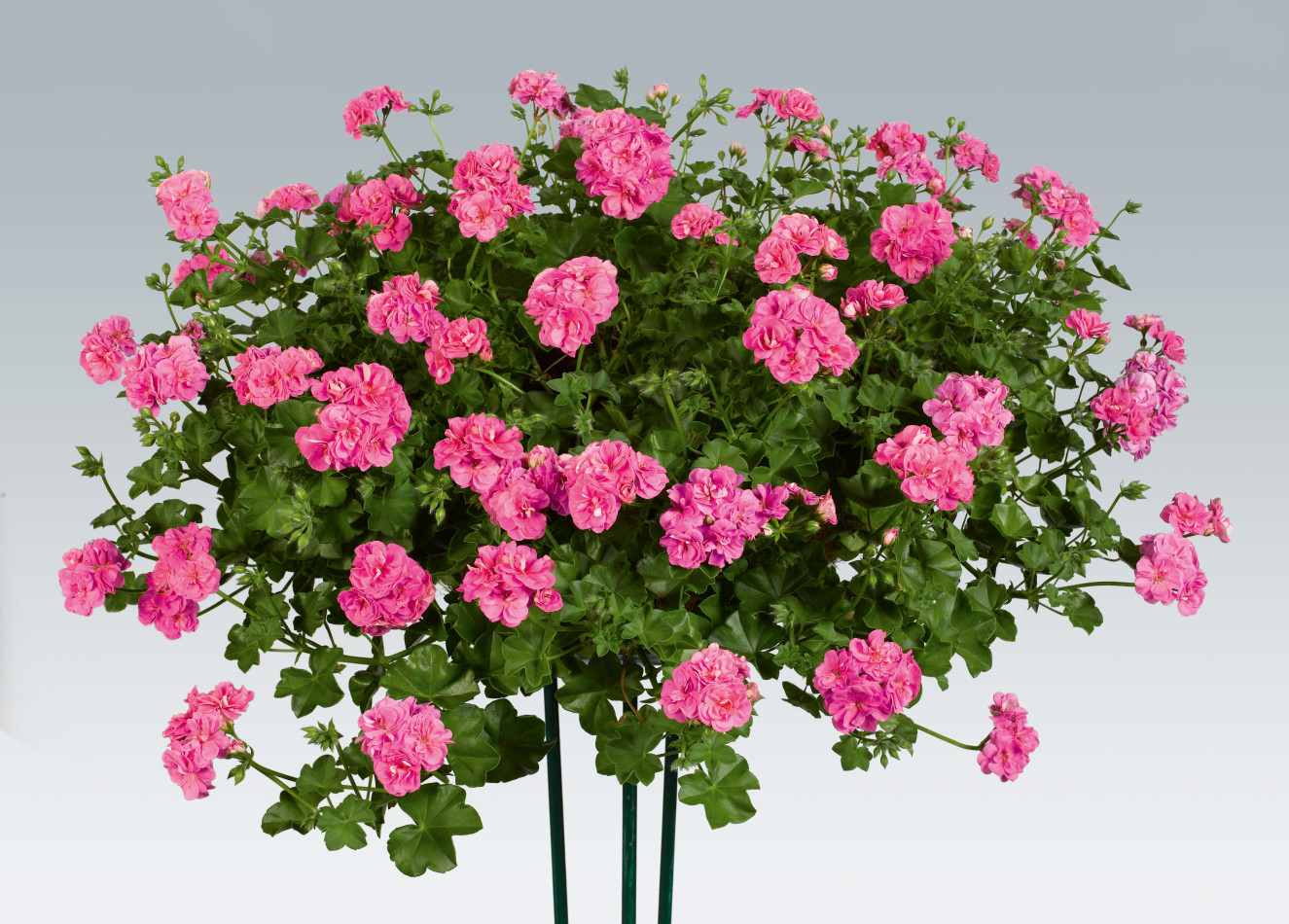 pac_Pink_Sybil_10116_01_b