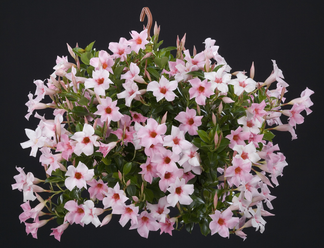 photo_Sundaville Creme Pink (W)