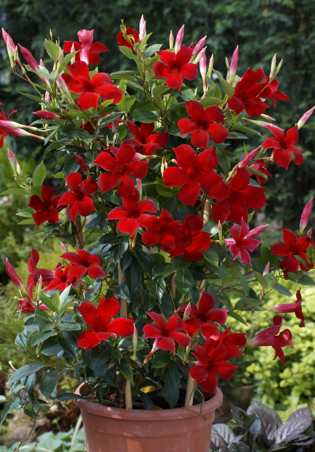 photo_Sundaville Pretty Red 3mb