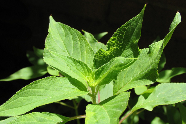 salvia elegans scarlet pineapple -