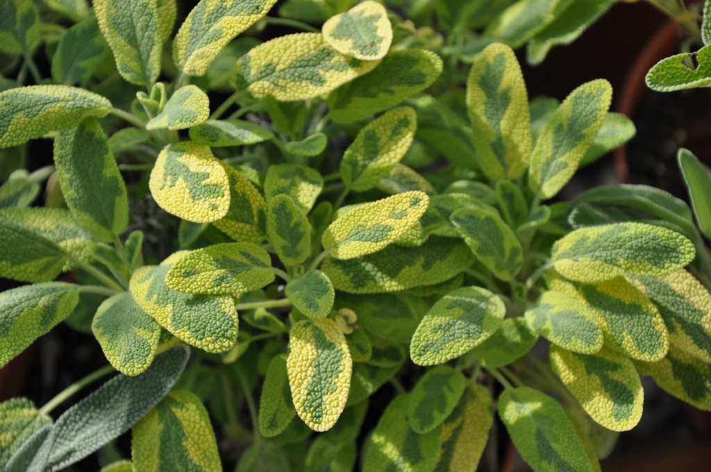 salvia officinalis icterina bicolor