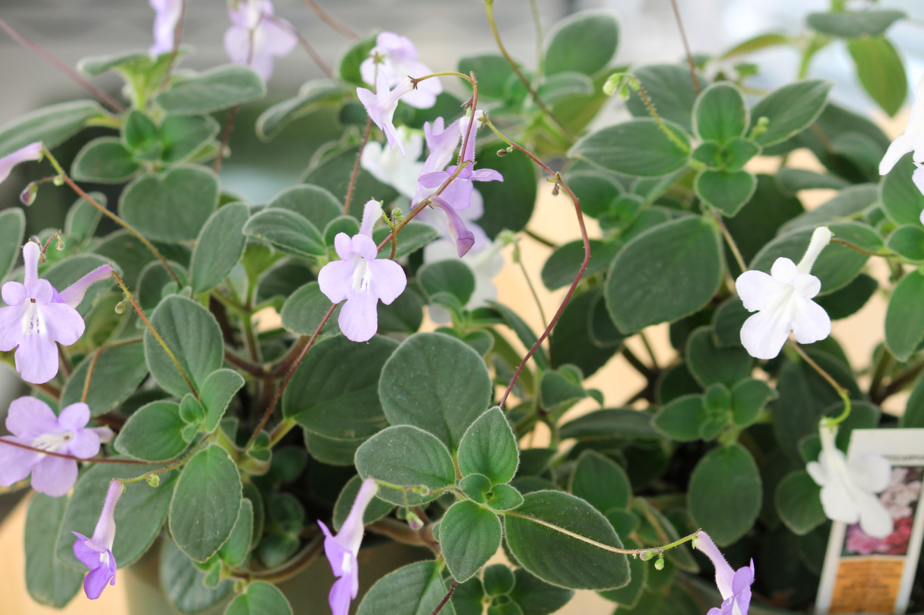 streptocarpus-saxorum 4