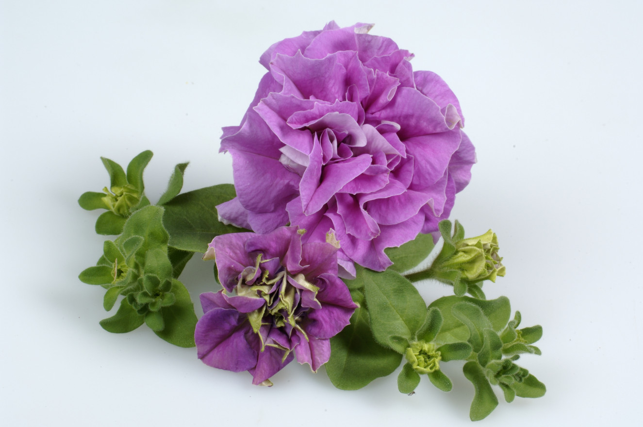 surfinia double Lilac single 2