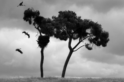 ZomerVanFotografie2011