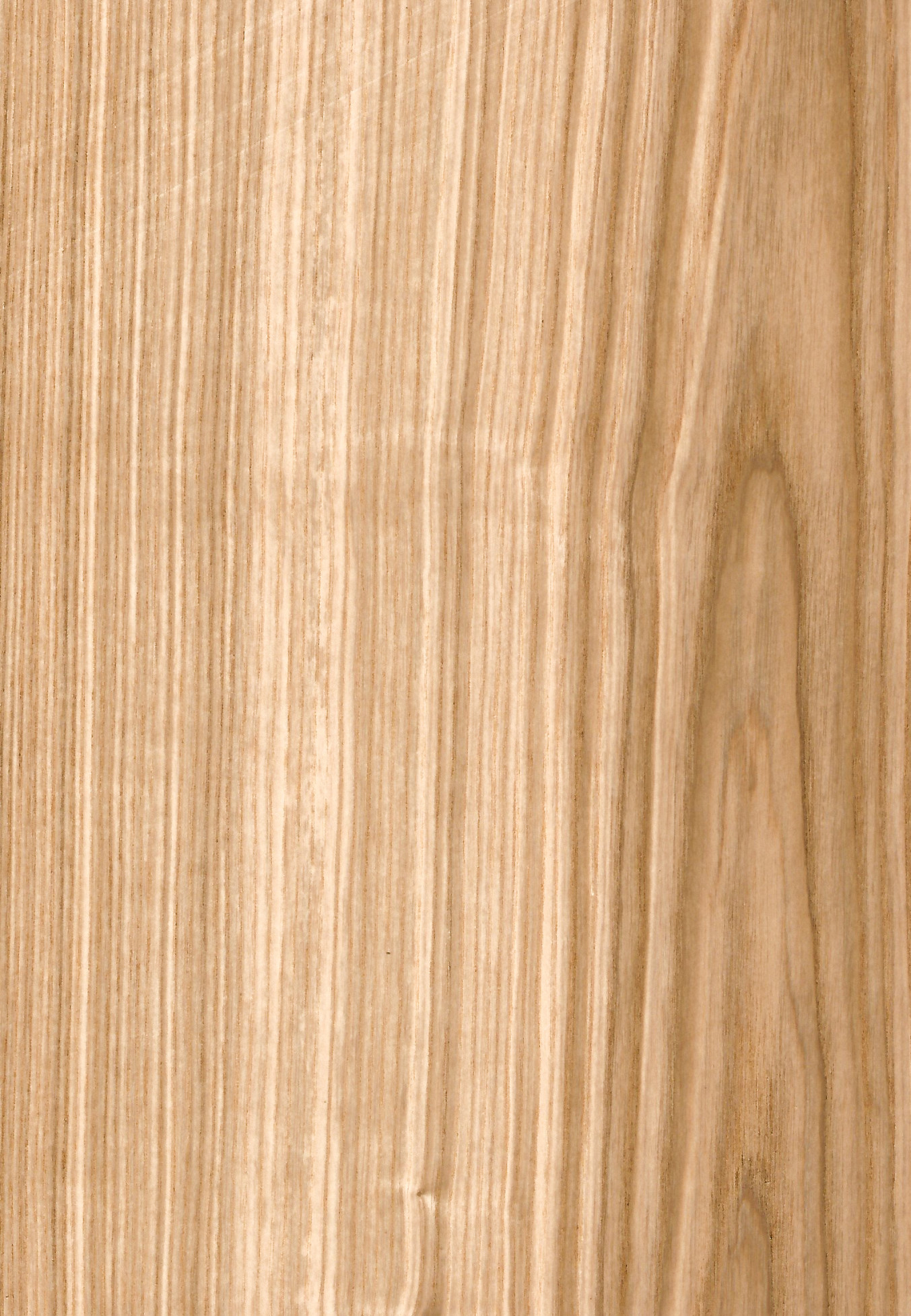 Ash Olive