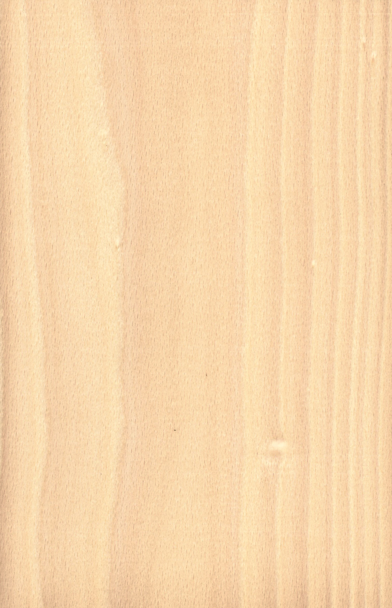 Beech White