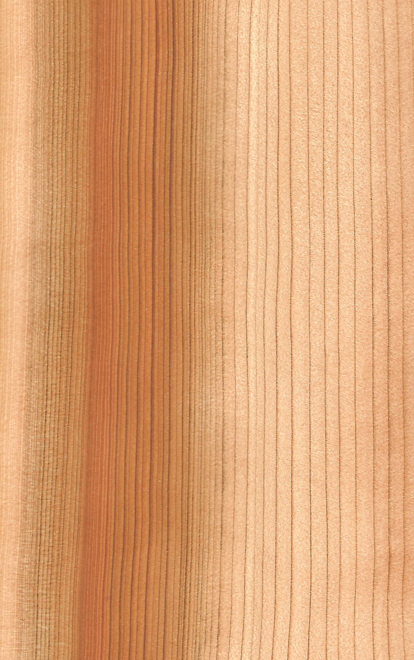 Cedar Lebanon