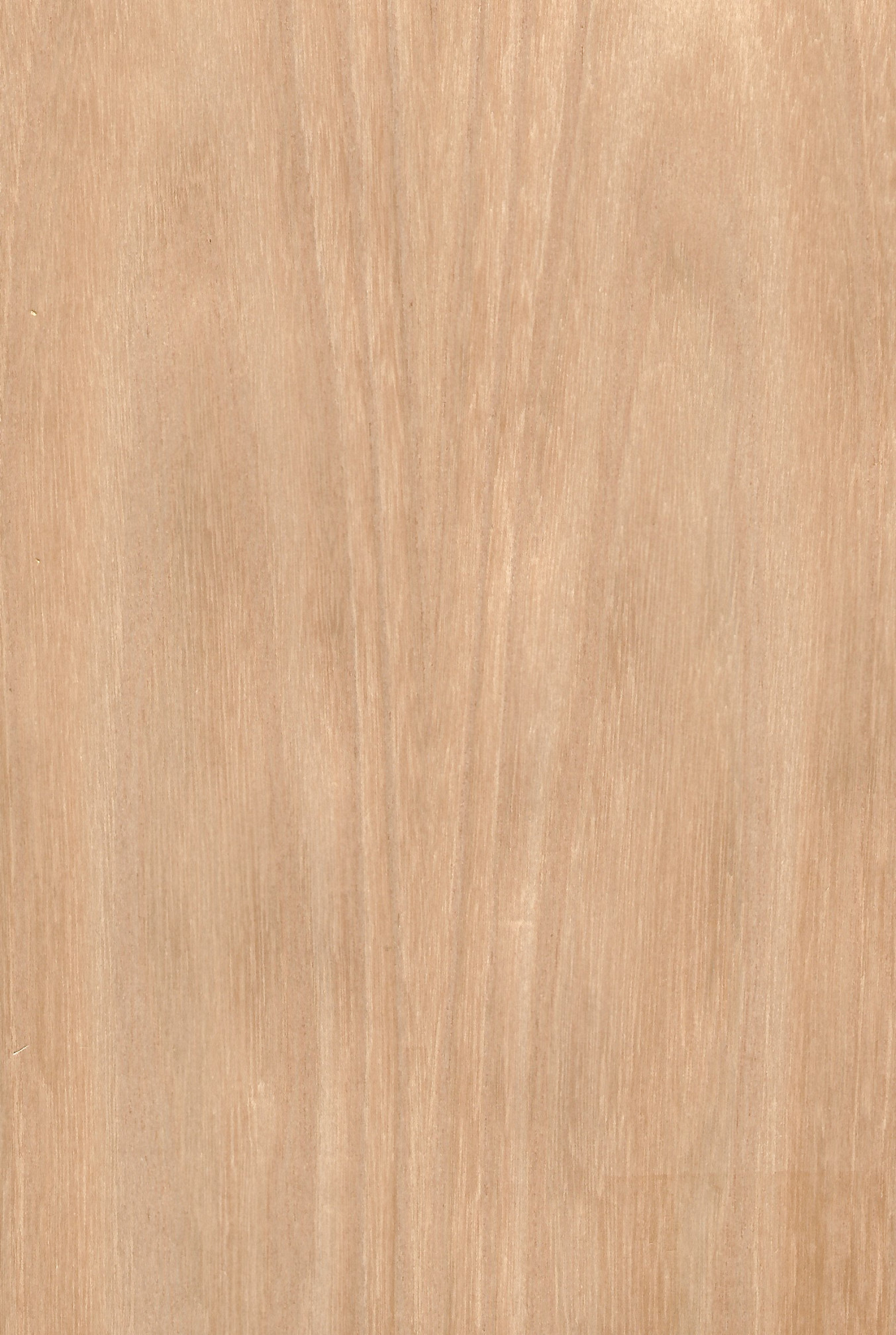 Grey Elm