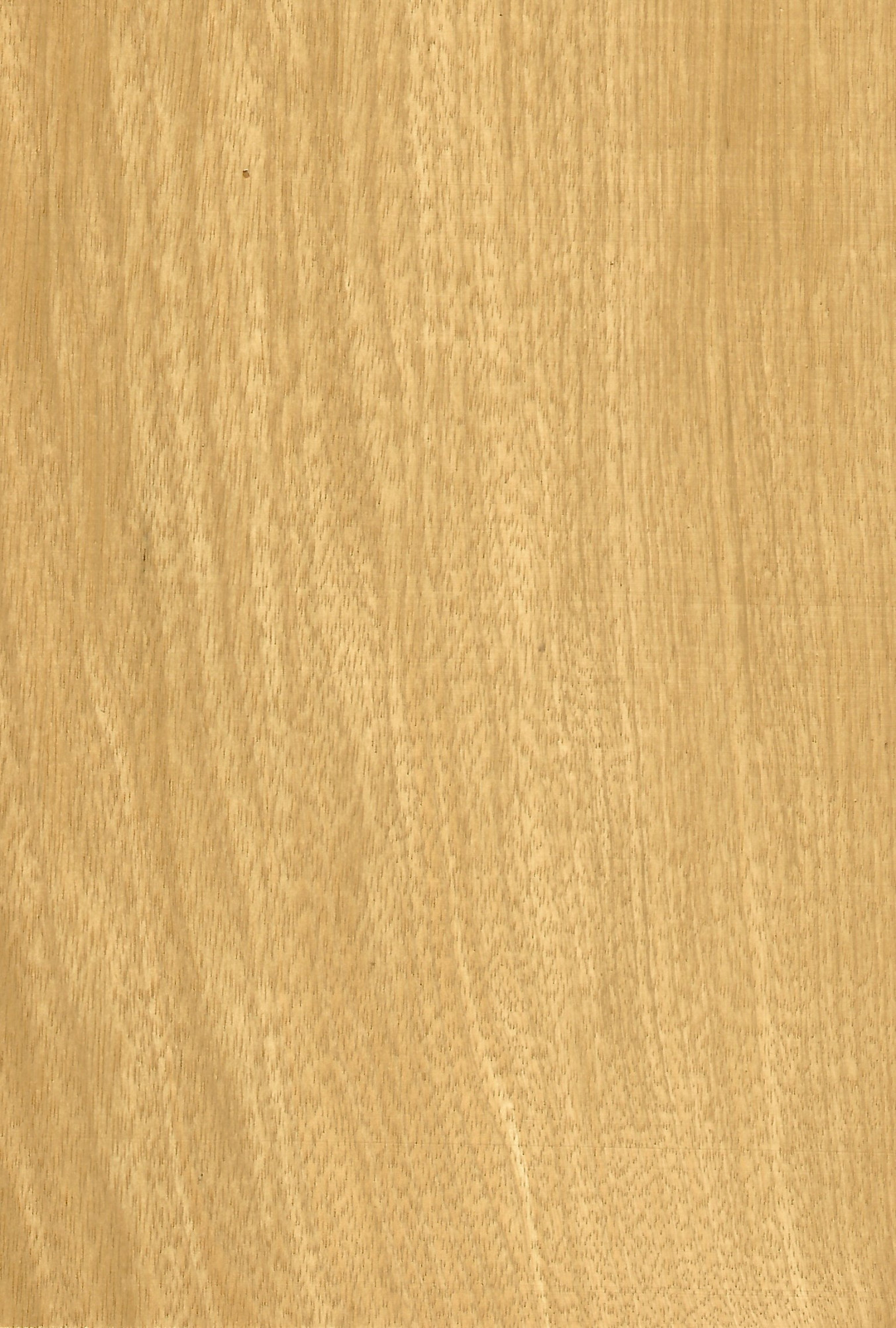 Limba