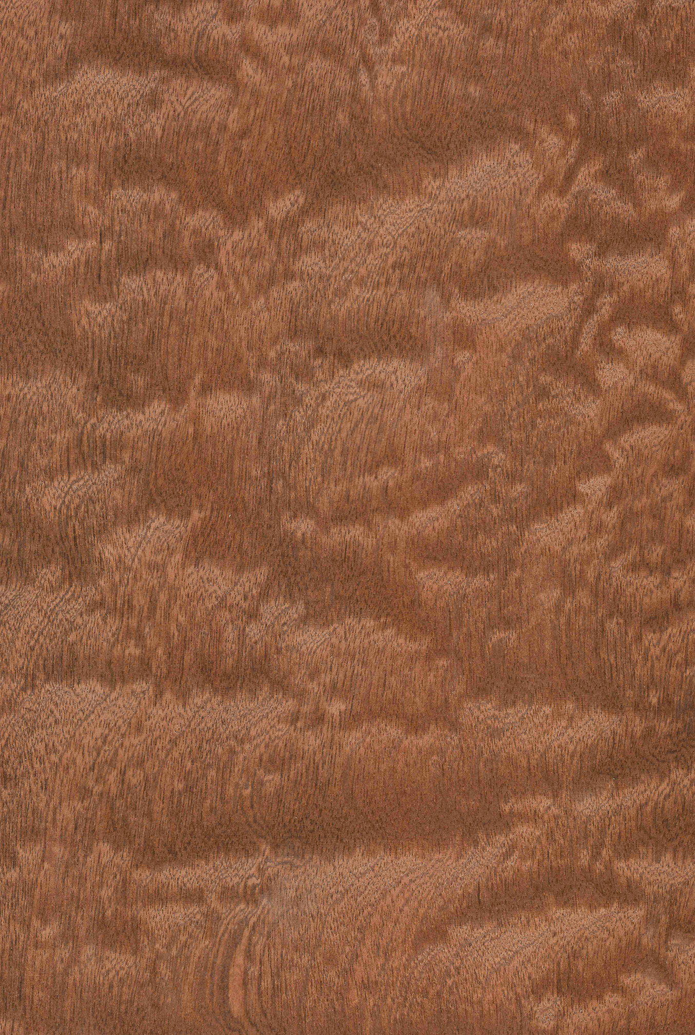Sapele Pom
