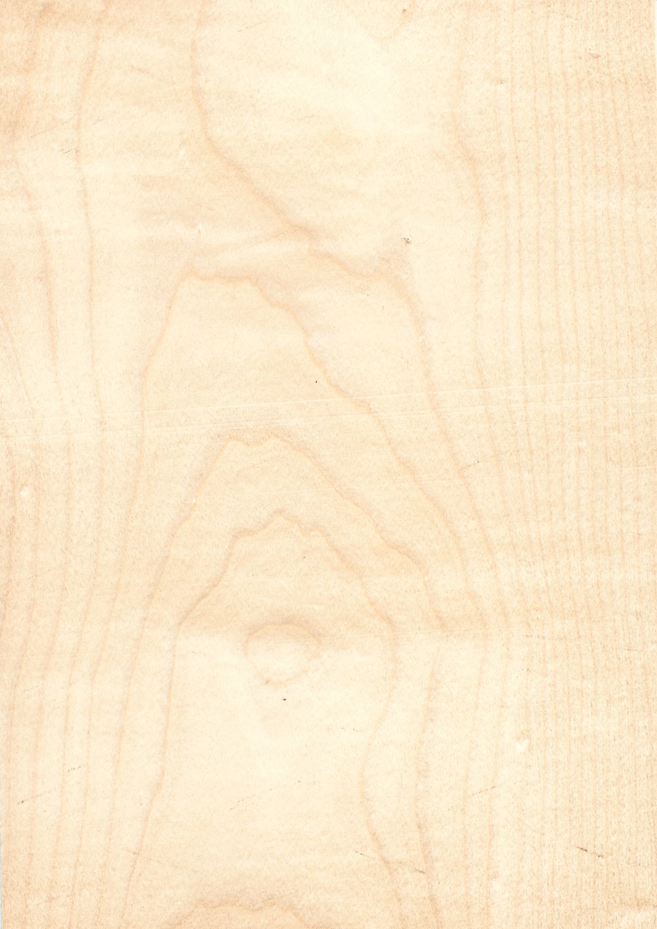Sycamore