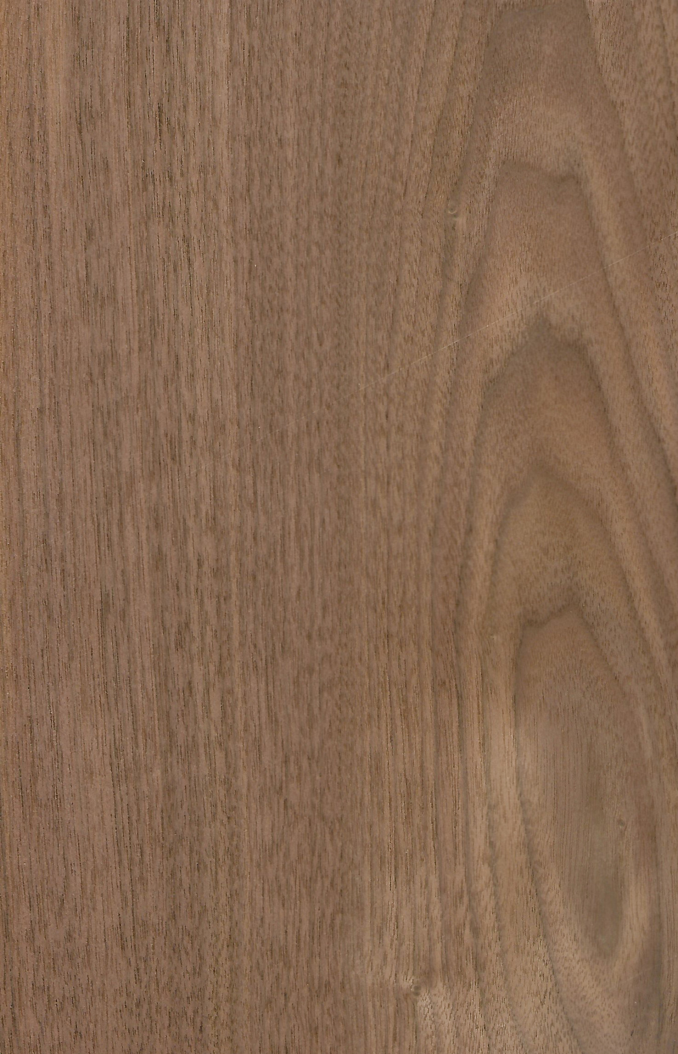 Walnut US