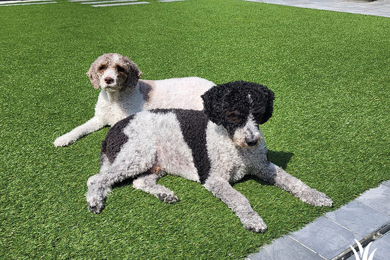 Grasmeester kunstgras geschikt voor huisdieren Grasmeester kunstgras geschikt voor huisdieren