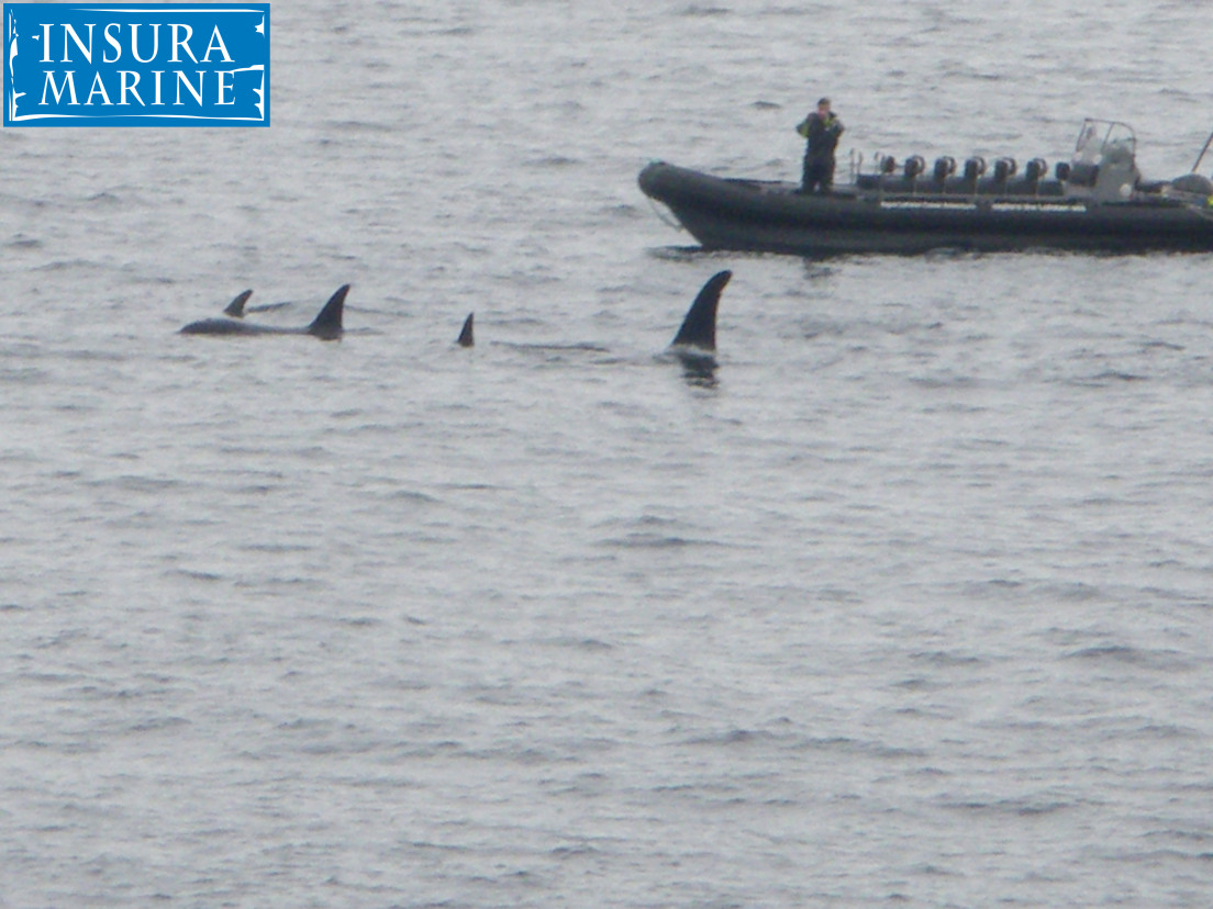 Orca @ Lofoton Island Norway