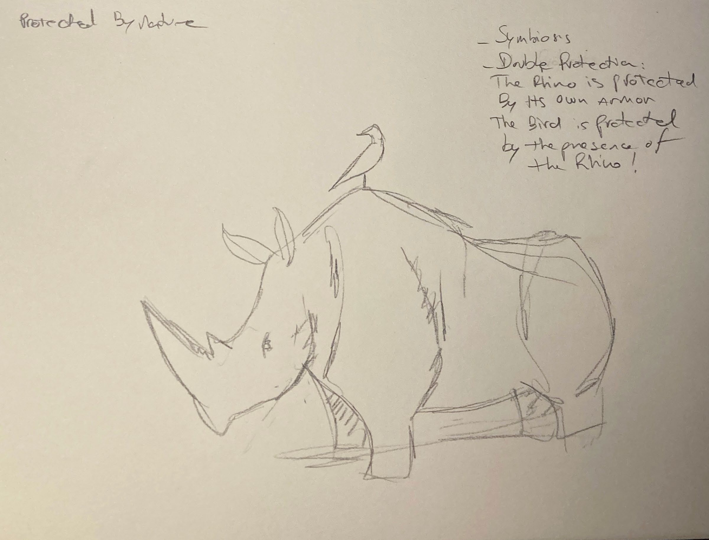 sketch LDCwood rhino and bird