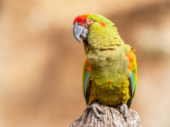 AdobeStock_164928939