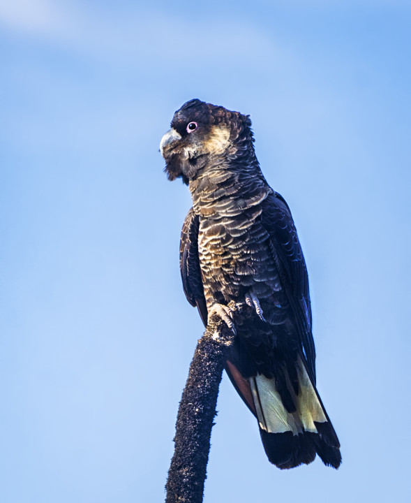 AdobeStock_246978923