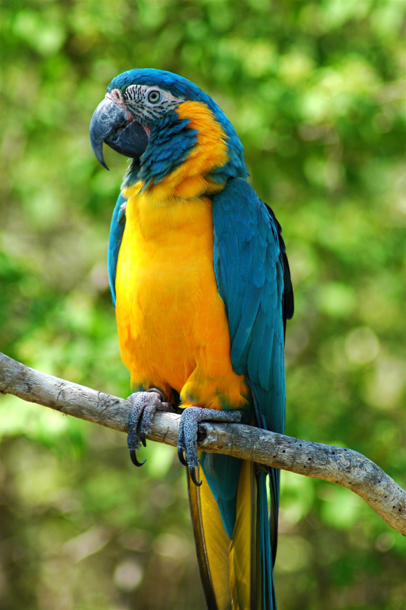 Ara_glaucogularis_-Cincinnati_Zoo-8