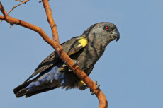 Rüppell's_parrot_(Poicephalus_rueppellii)_female