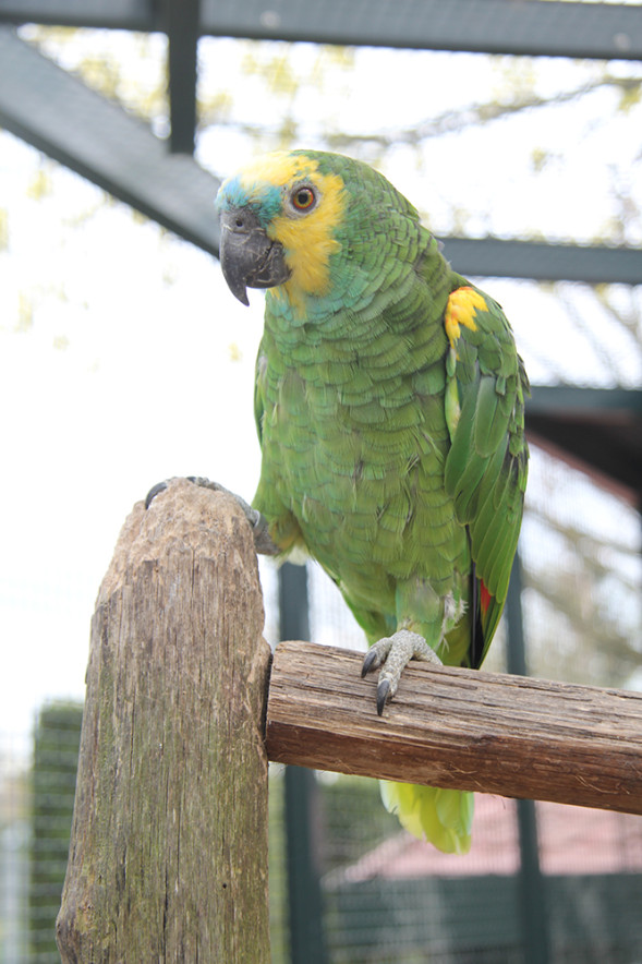 amazone_blauwvoorhoofdamazone1