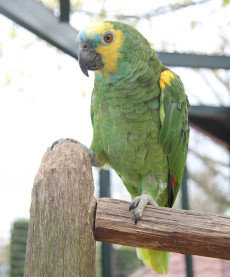 amazone_blauwvoorhoofdamazone2