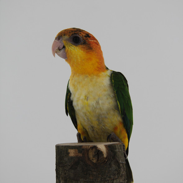 papegaai_roestkopcaique2