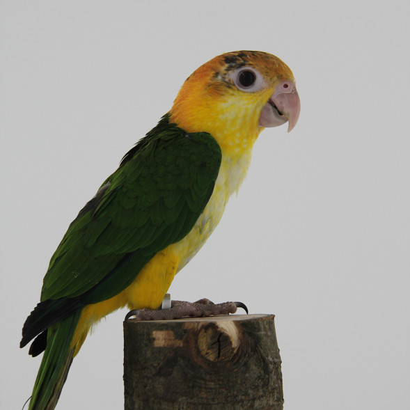papegaai_roestkopcaique