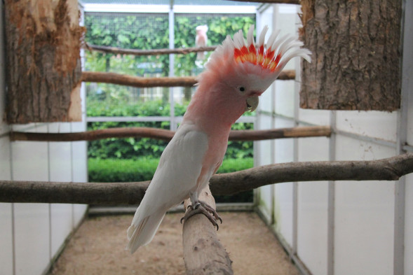 kaketoe_inca kaketoe2