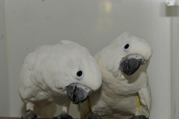 kaketoe_witkuif kaketoe2