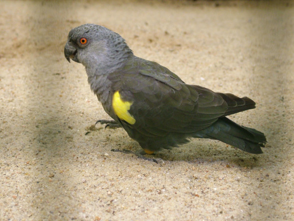 poicephalus_rueppellii_walsrode_de_8