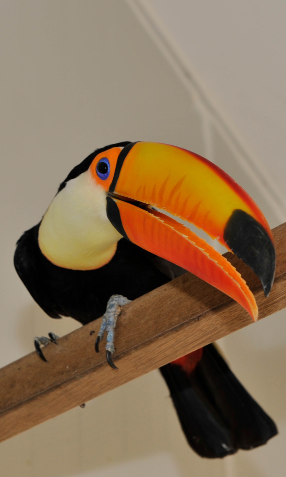 toco toek