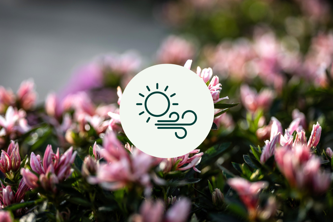 Azalea Japonica_licht en wind