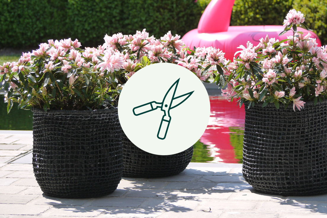 Azalea Japonica_snoeien