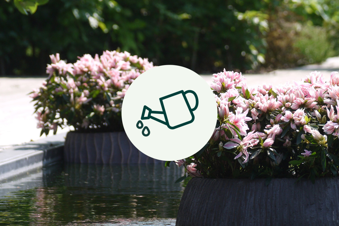 Azalea Japonica_water