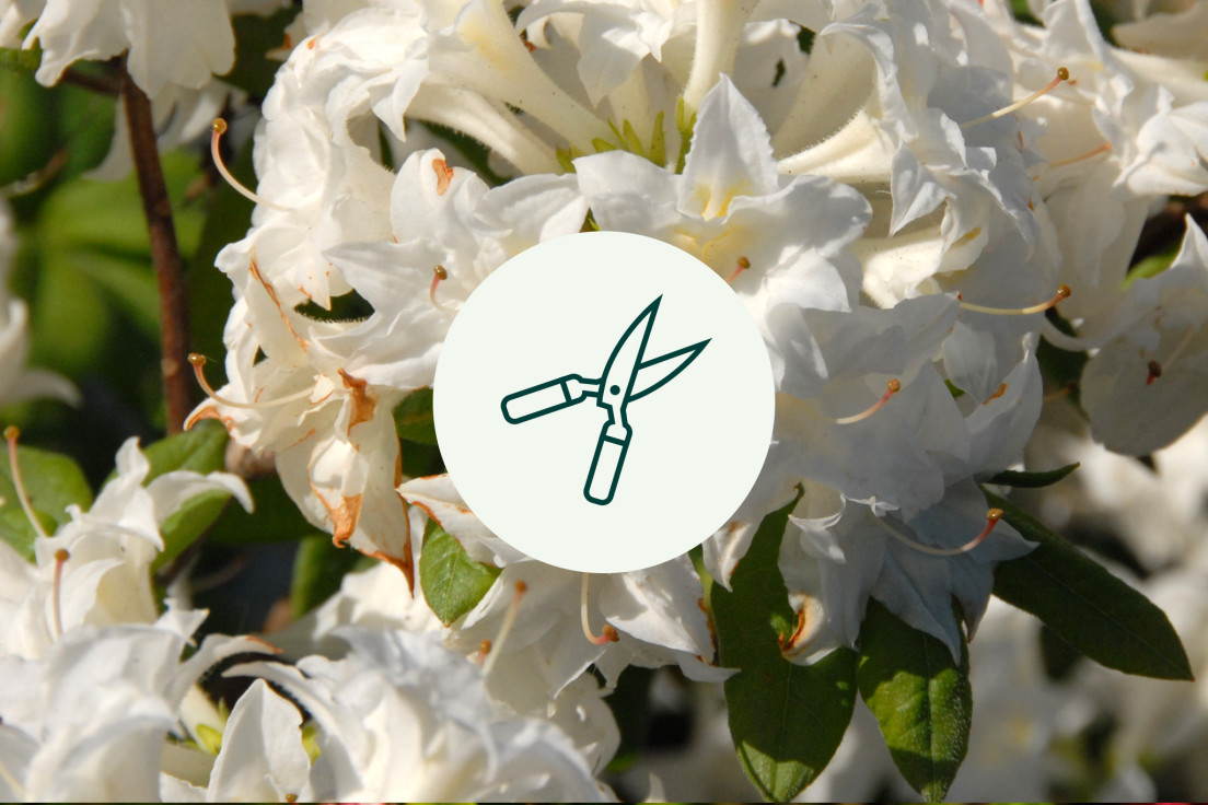 Azalea Mollis_geen verzorging_V2