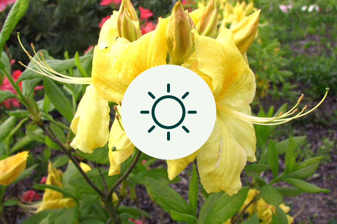 Azalea Mollis_licht_V2