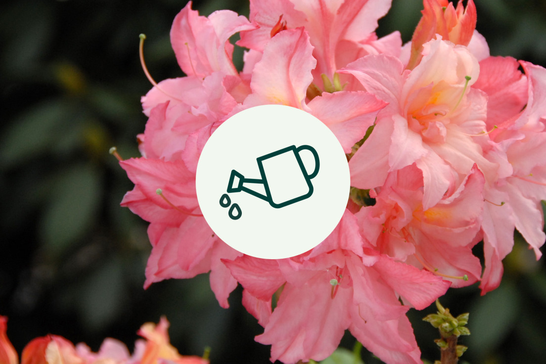 Azalea Mollis_waterV2