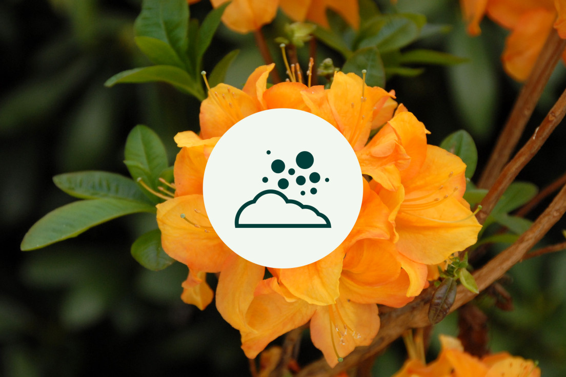 Azalea Mollis_zure grond_V2