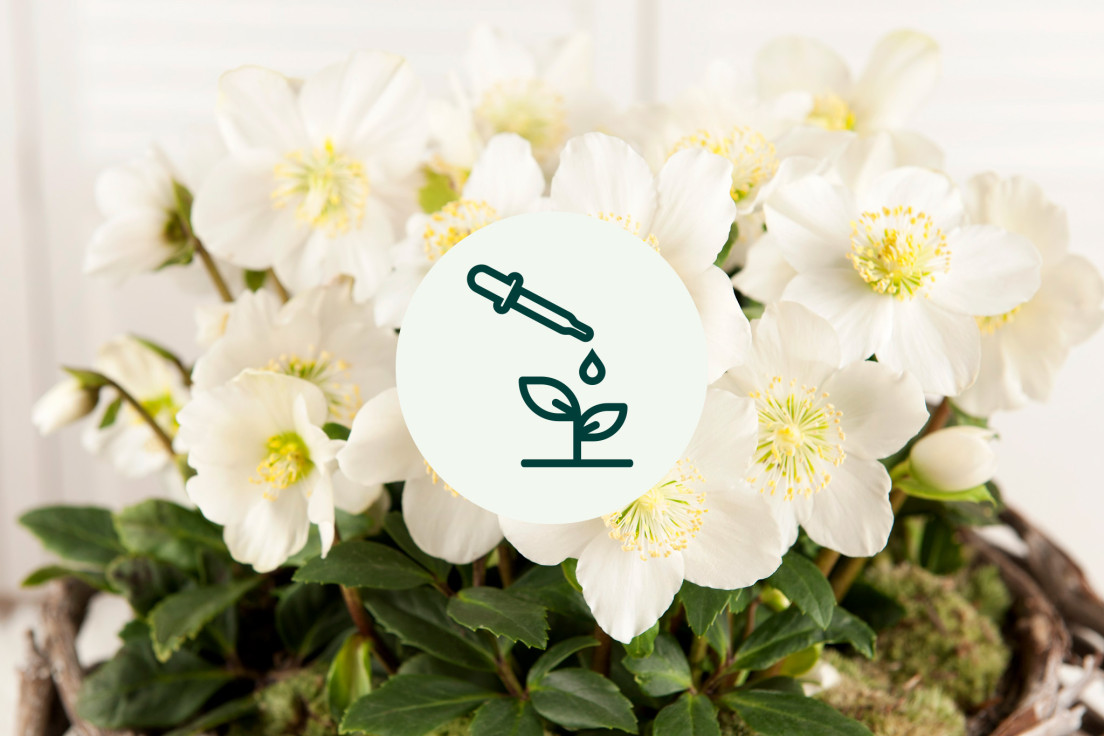 Helleborus Niger_extra voeding